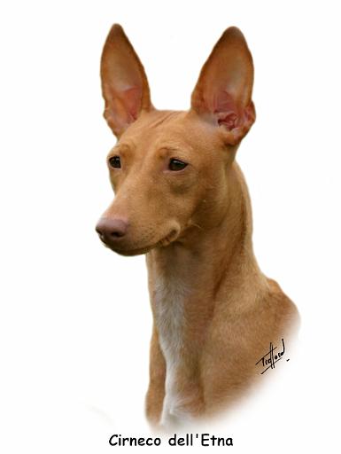 Cirneco 9Y073D-089.jpg